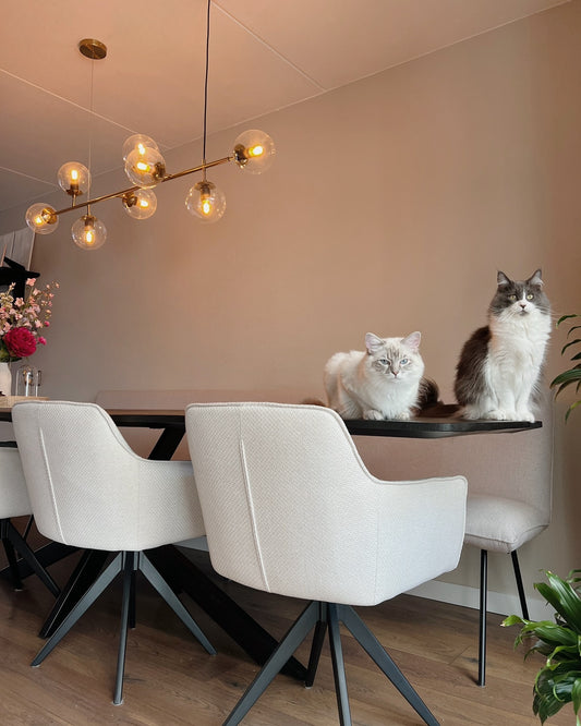 grey dining chairs with black frames in home with decor and lighting and happy cats on table 3